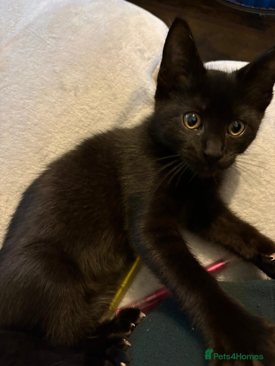 Mixed Breed cats for sale: Tommy (Thomas Shelby 😂) - Advert 8