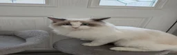 Ragdoll cats for sale: 9 Months Old Ragdoll Princess 👑  - Advert 4