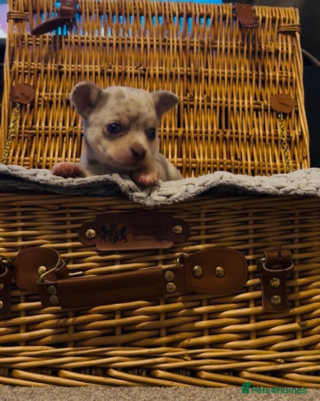 Chihuahua dogs for sale: Lilac Merle Chihuahua Puppy (Boy) - Advert 4