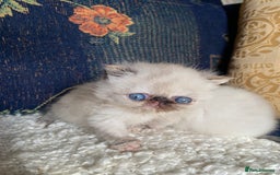Exotic cats for sale: Outstanding exotic kittens  - Image 17