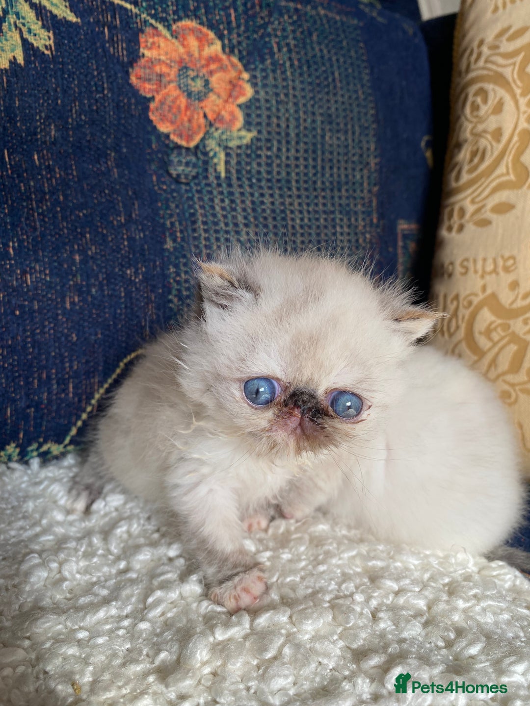 Exotic cats for sale: Outstanding exotic kittens  - Image 17