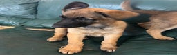 Mixed Breed dogs for sale:  4 Belgian Malinois & German Shepherd Puppies - Advert 15