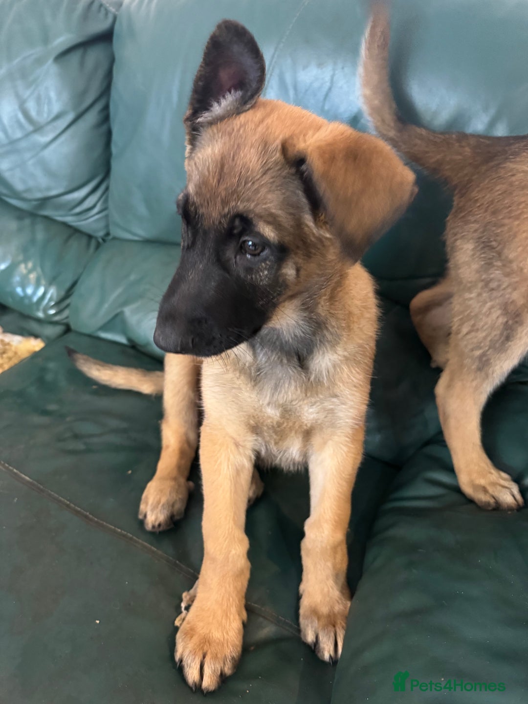 Mixed Breed dogs for sale:  4 Belgian Malinois & German Shepherd Puppies - Advert 15