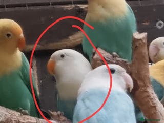 Lovebirds birds AQUA B1 OPALINE ficshers - Advert 4