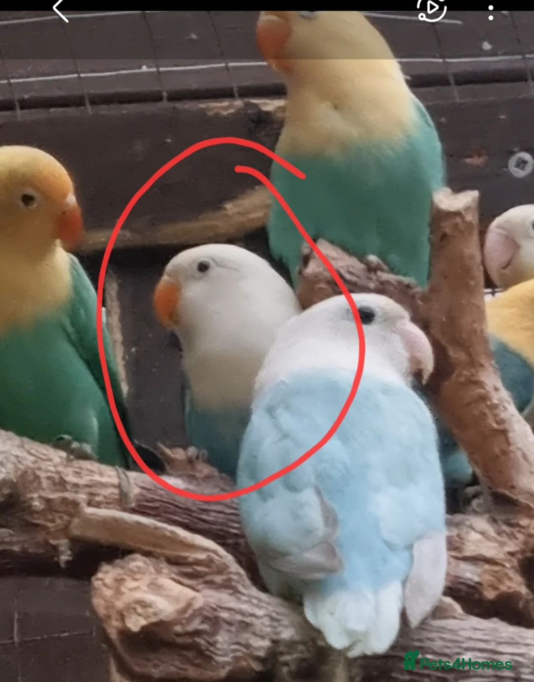Lovebirds birds for sale: AQUA B1 OPALINE  ficshers  - Advert 1