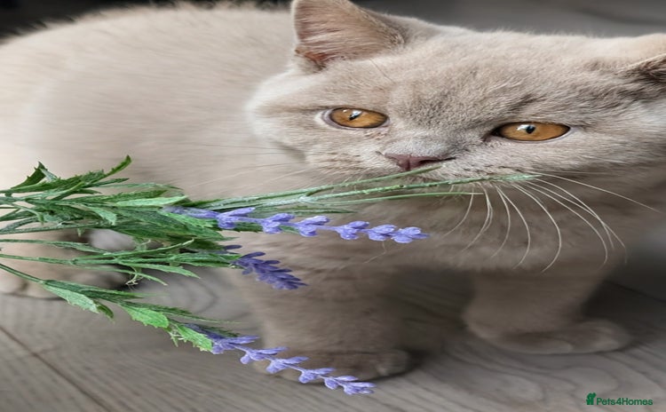British Shorthair cats - Advert 2