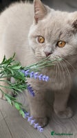 British Shorthair cats - Advert 16