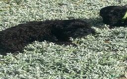 Cockapoo dogs for sale: Gorgeous American cockapoos  - Image 31