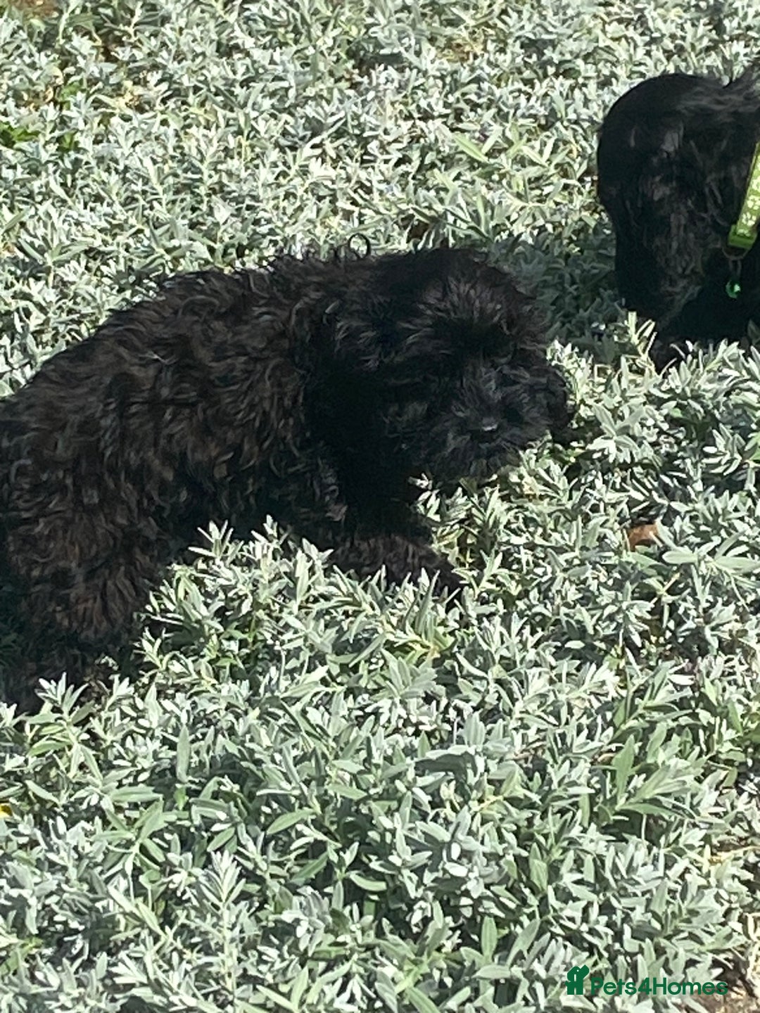 Cockapoo dogs for sale: Gorgeous American cockapoos  - Image 31