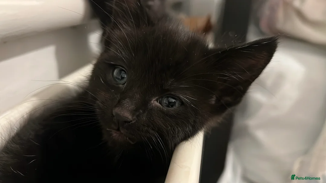 Domestic Shorthair cats for sale: Adorable Female Kittens Looking for a Loving home - Advert 5