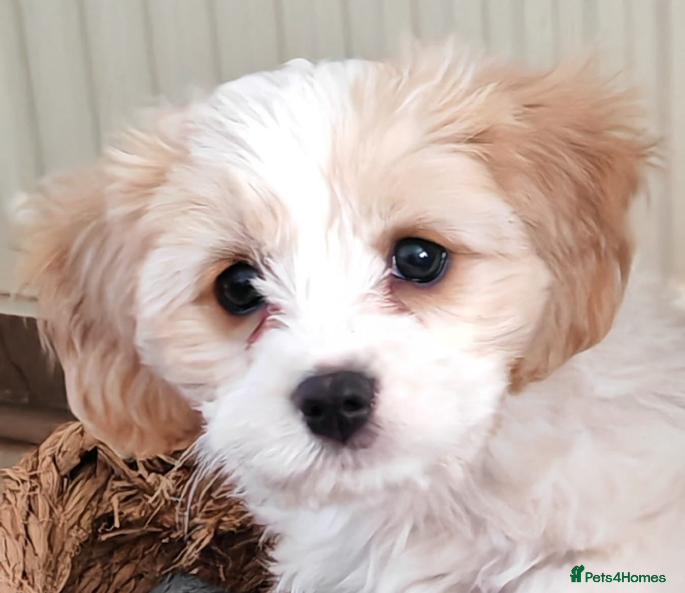 Cavachon dogs Cavachon - Advert 3