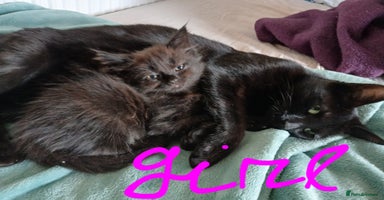 Mixed Breed cats - Advert 4