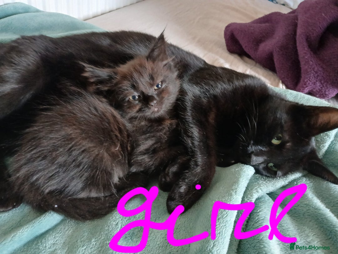 Mixed Breed cats for sale: 7 very fluffy kittens wisbech!!🐈‍⬛️🐈‍⬛️😻 - Image 2