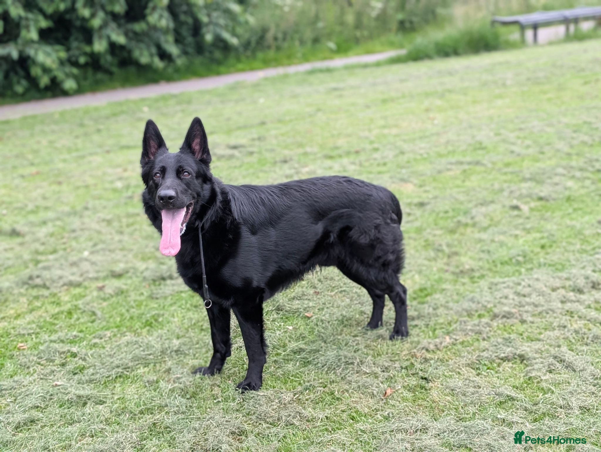 German Shepherd dogs Black German shepherd  - Advert 1