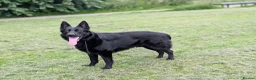 German Shepherd dogs for adoption: Black German shepherd  - Advert 1