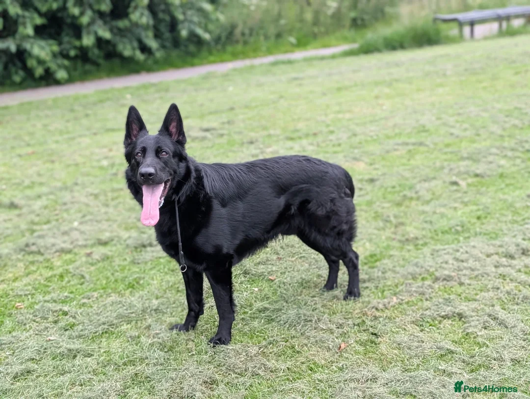 German Shepherd dogs for adoption: Black German shepherd  - Advert 1