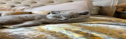 British Shorthair cats for sale: TICA registered champion bloodline BSH kittens - Advert 37