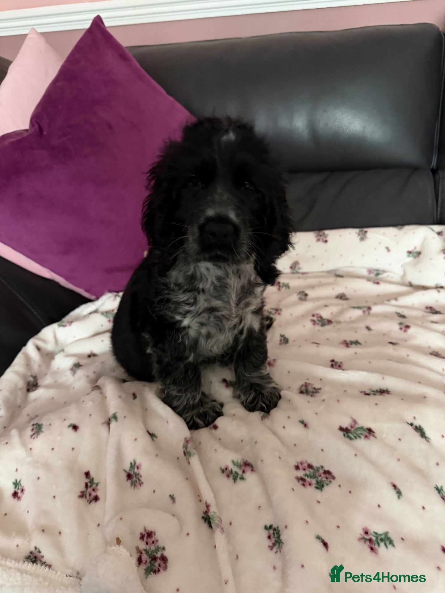 Cocker Spaniel dogs One Beautiful boy blue roan cocker spaniel - Advert 7
