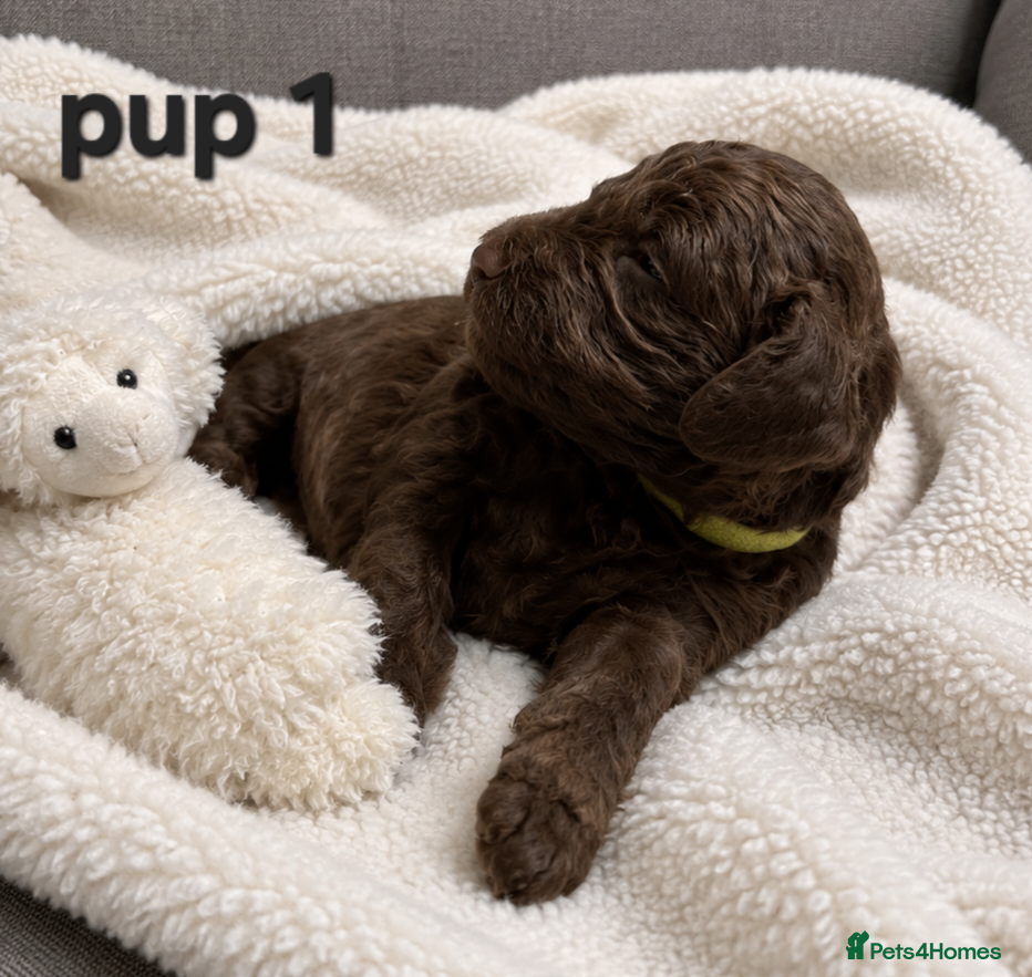 Cockapoo dogs for sale: Rare cockapoo pups with mix blue eyes colour  in Wolverhampton - Advert 4
