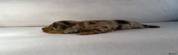 Miniature Dachshund dogs for sale: Longhair miniature dachshund  - Advert 5
