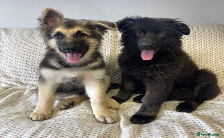 German Shepherd dogs - Advert 4