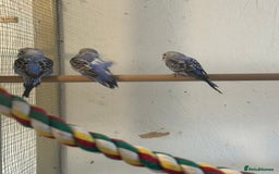 Budgerigars birds for sale: Baby  budgies in Whitstable - Image 4