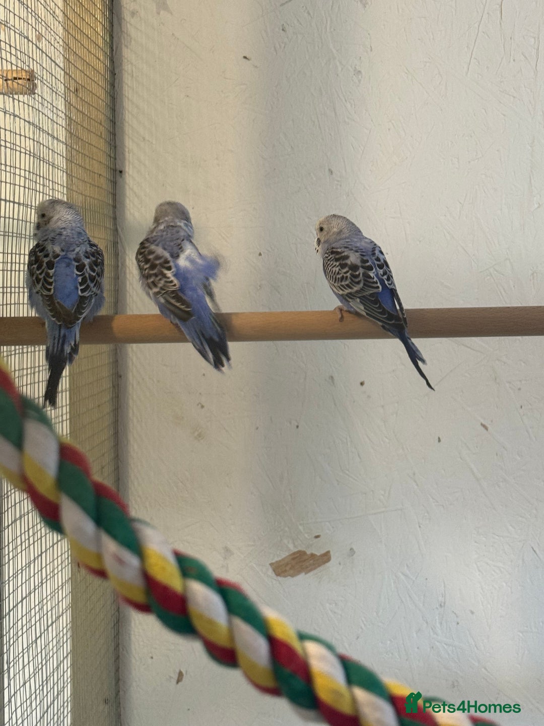 Budgerigars birds for sale: Baby  budgies in Whitstable - Image 4