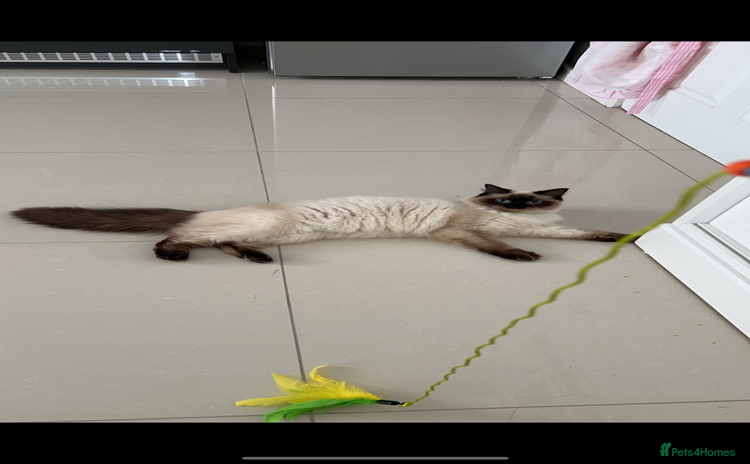 Ragdoll cats - Advert 13