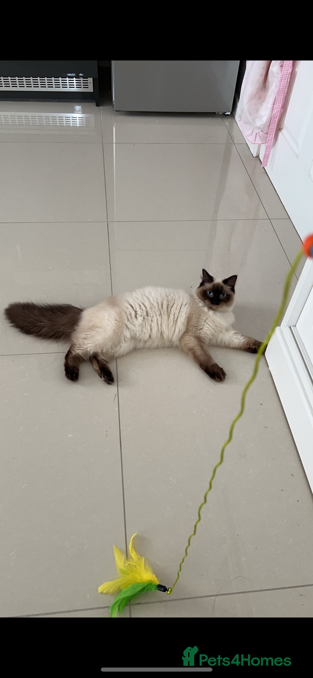 Ragdoll cats for sale: Ragdoll - Image 1