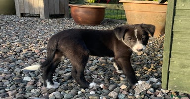 Border Collie dogs - Advert 1