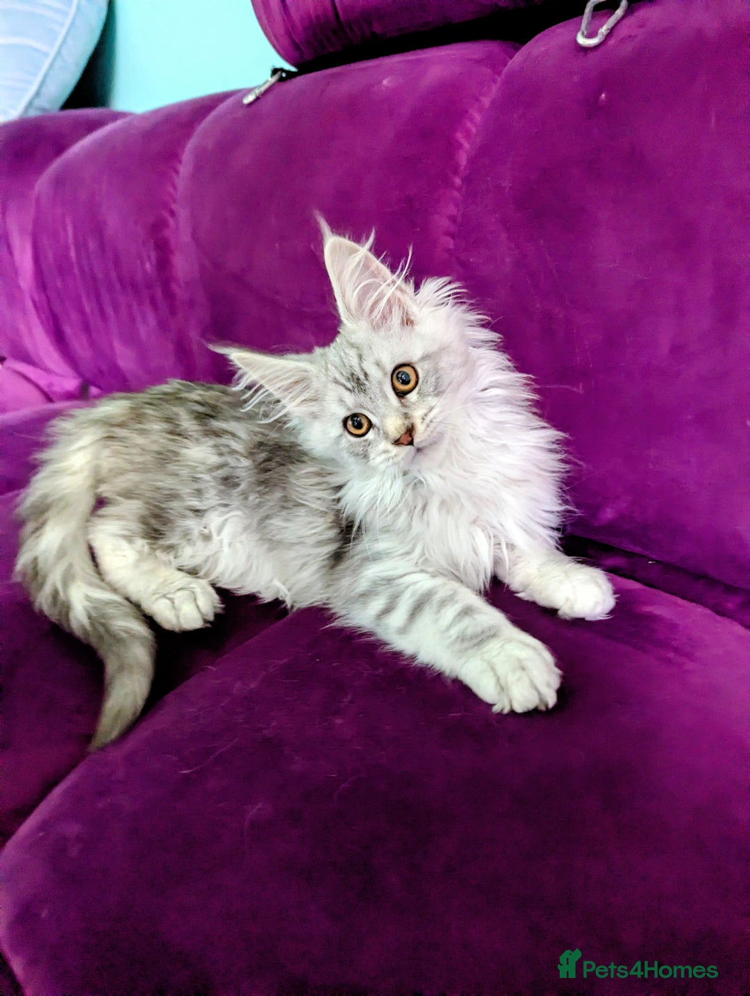 Maine Coon cats for sale: Beautiful Pedigree Maine Coon kittens  - Image 3