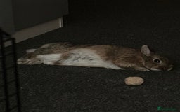 Netherland Dwarf rabbits for sale: playful female netherland dwarf rabbit (spayed) - Image 5
