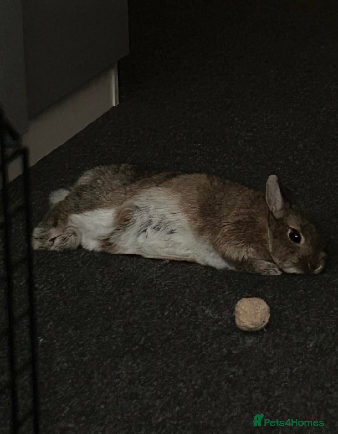 Netherland Dwarf rabbits for sale: playful female netherland dwarf rabbit (spayed) - Image 5
