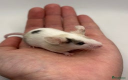 Mouse rodents for sale: Male Fancy Mice for Adoption - Image 2