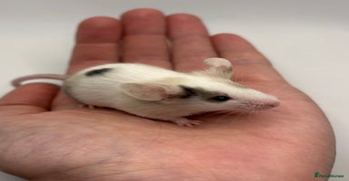 Mouse rodents - Advert 3