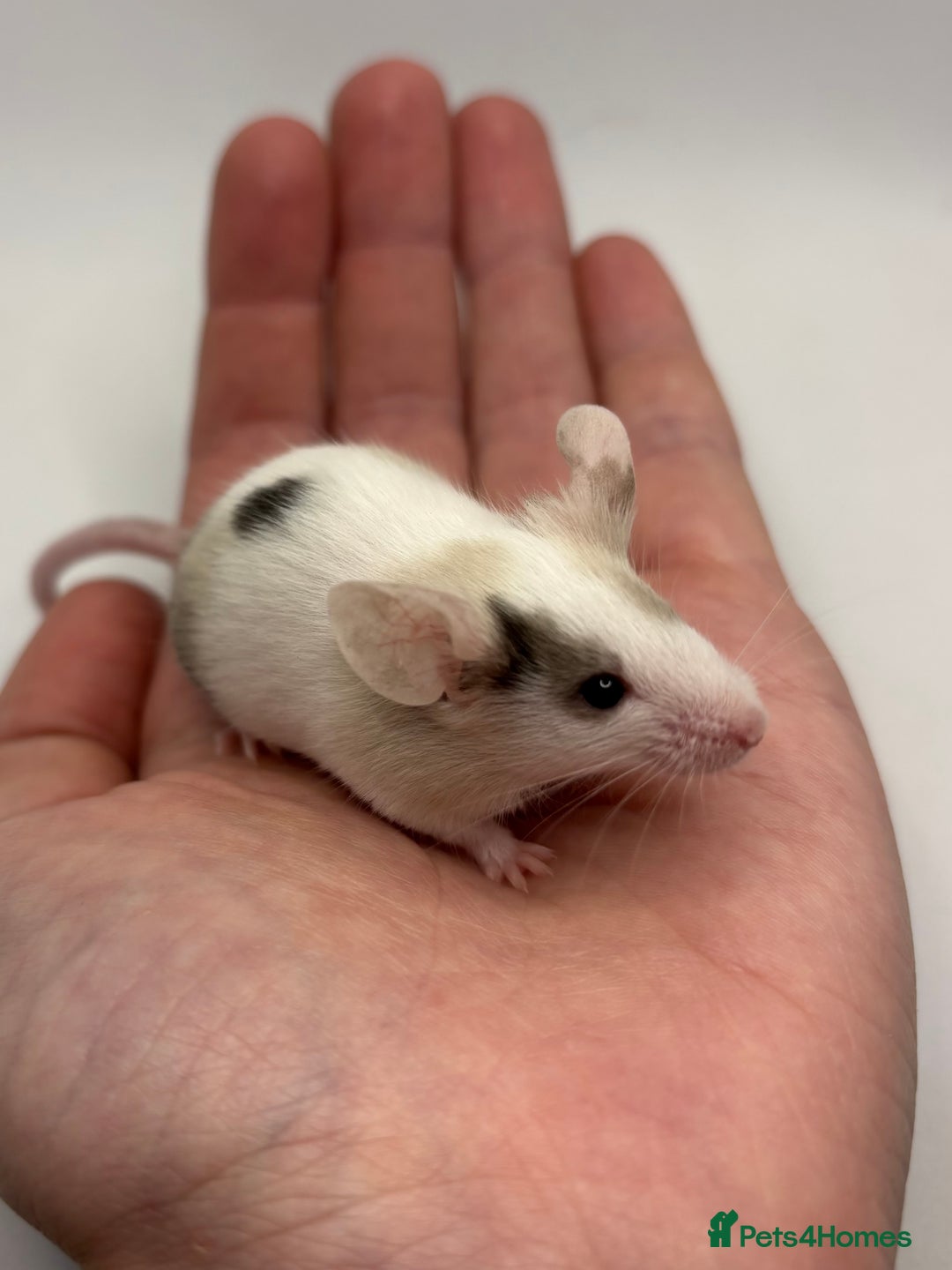 Mouse rodents for sale: Male Fancy Mice for Adoption - Image 2