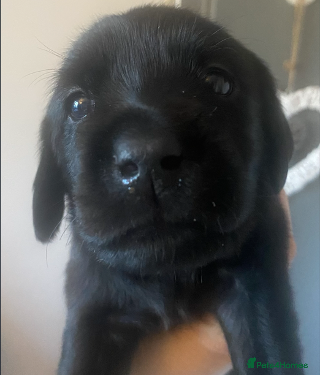 Goldador dogs for sale: 🐾7 Beautiful Labrador x Retriever Puppies🐾 - Advert 12