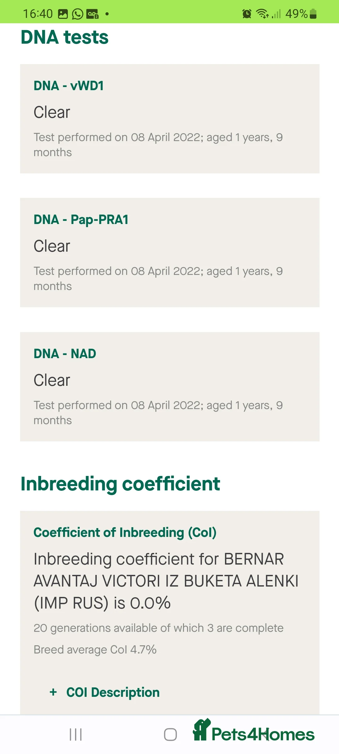 Papillon dogs for stud: KC registered shows quality stud. in Huddersfield - Advert 12