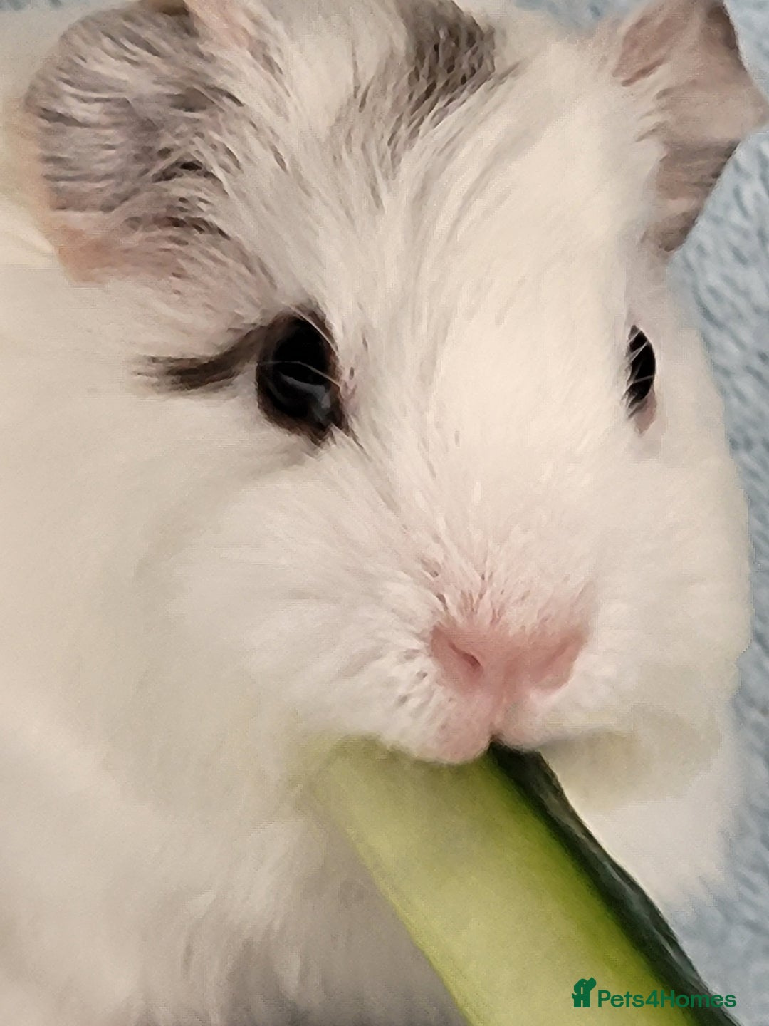Guinea Pig rodents for sale: 3 boys and 1 girl ready now - Image 4