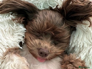 Chihuahua dogs X2 Gorgeous Chihuahua little ladies - Advert 3