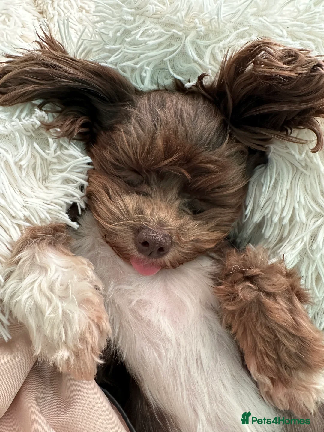 Chihuahua dogs for sale: X2 Gorgeous Chihuahua little ladies - Advert 4