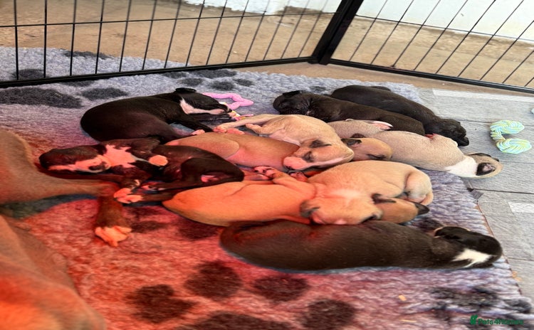 Whippet dogs - Advert 1