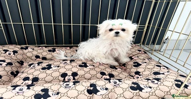 Maltese dogs - Advert 14