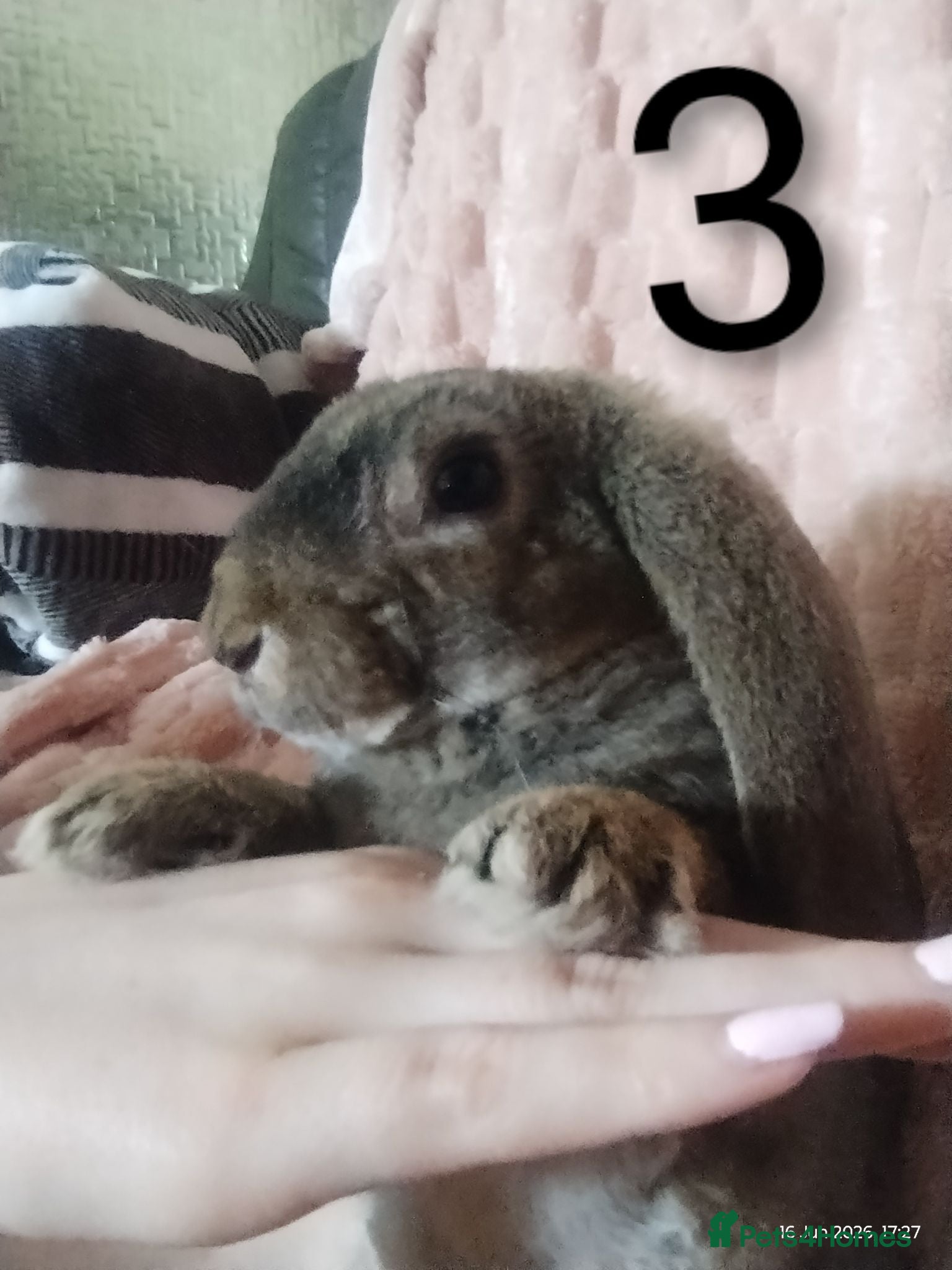 Rex rabbits Female Rex £40  - Advert 1