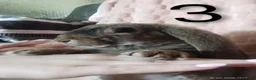 Rex rabbits for sale: 4 baby female Rex's - Advert 12