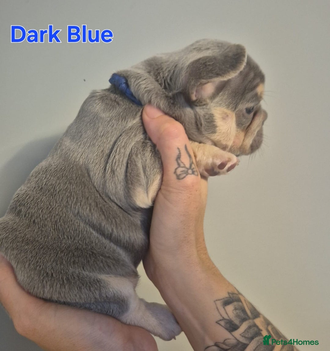 French Bulldog dogs for sale: Beautiful KC French bull dog puppies - Image 3