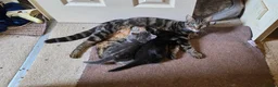 Mixed Breed cats for sale: Playful and sweet kittens  - Advert 5