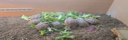 Tortoise reptiles for sale: 2-3 inch Horsefeild Tortoises 🐢  in Manchester - Advert 2