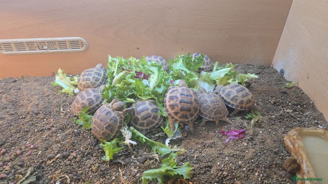 Tortoise reptiles for sale: 2-3 inch Horsefeild Tortoises 🐢  in Manchester - Advert 2