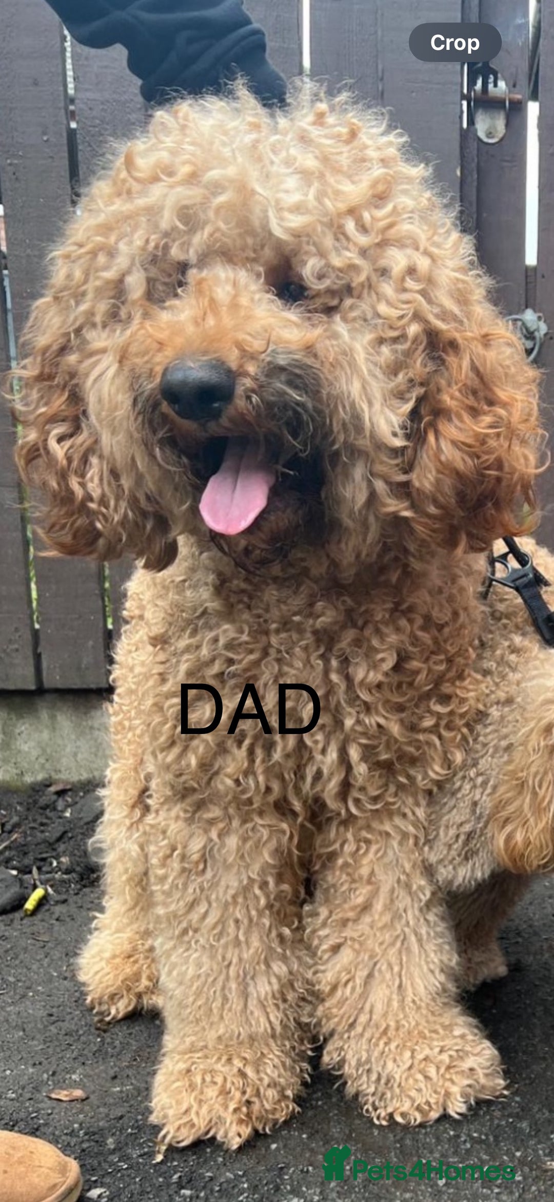 Goldendoodle dogs for sale: Golden doodles f1b - Advert 4